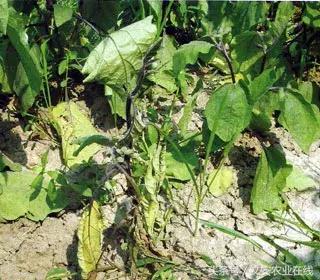 茄子的种植和管理及病虫害的防治,茄子蚜虫