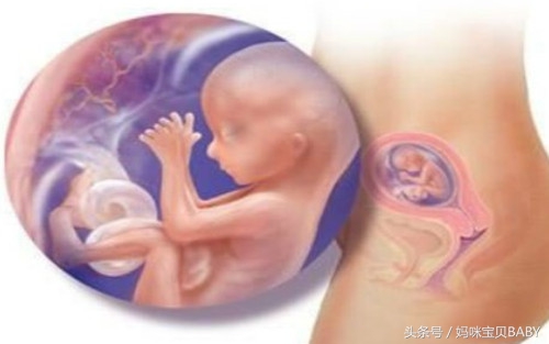 怀孕十一周胎儿长什么样,孕十一周胎儿应该多大了