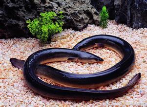 每日一个冷知识,每日一冷的十大知识