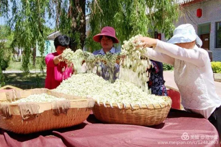 中国天然氧吧为什么是永寿,永寿槐林氧吧