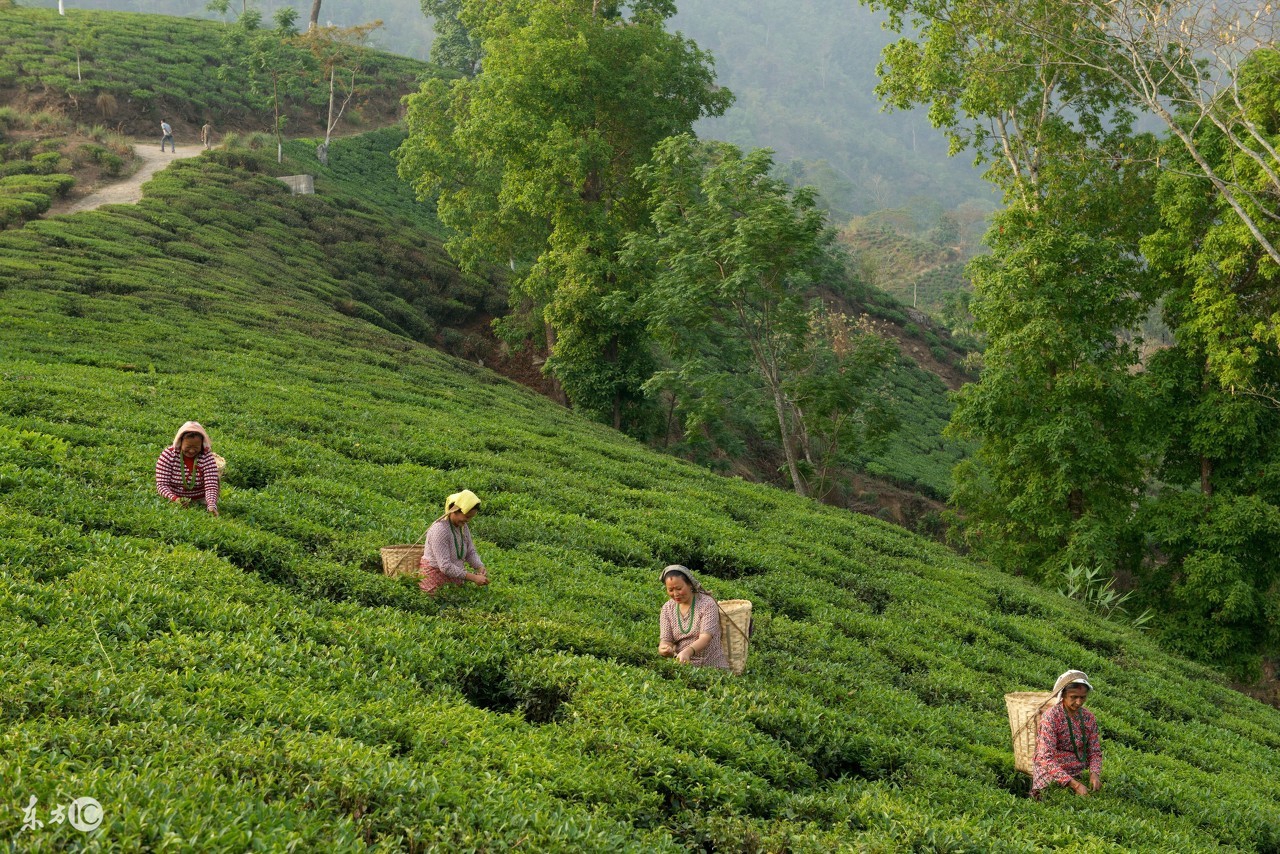 大吉岭红茶和阿萨姆红茶的区别,印度大吉岭红茶葡萄味