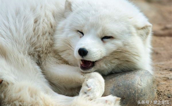 村妇救助八路军伤员,村妇好心救助受伤鬼子