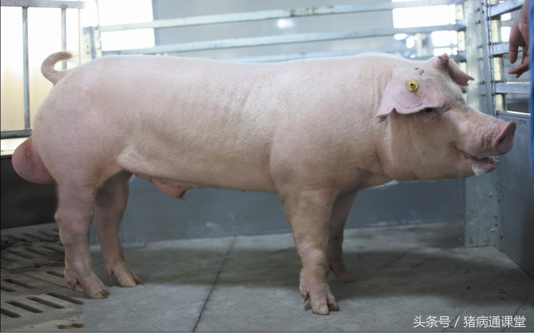 公猪采完精后能喝凉水不,公猪采不出精怎么治疗