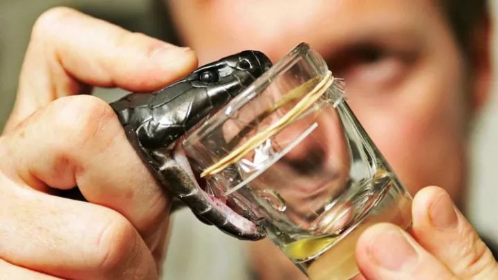 澳大利亚吉祥物袋鼠,澳大利亚的袋鼠伤人事件