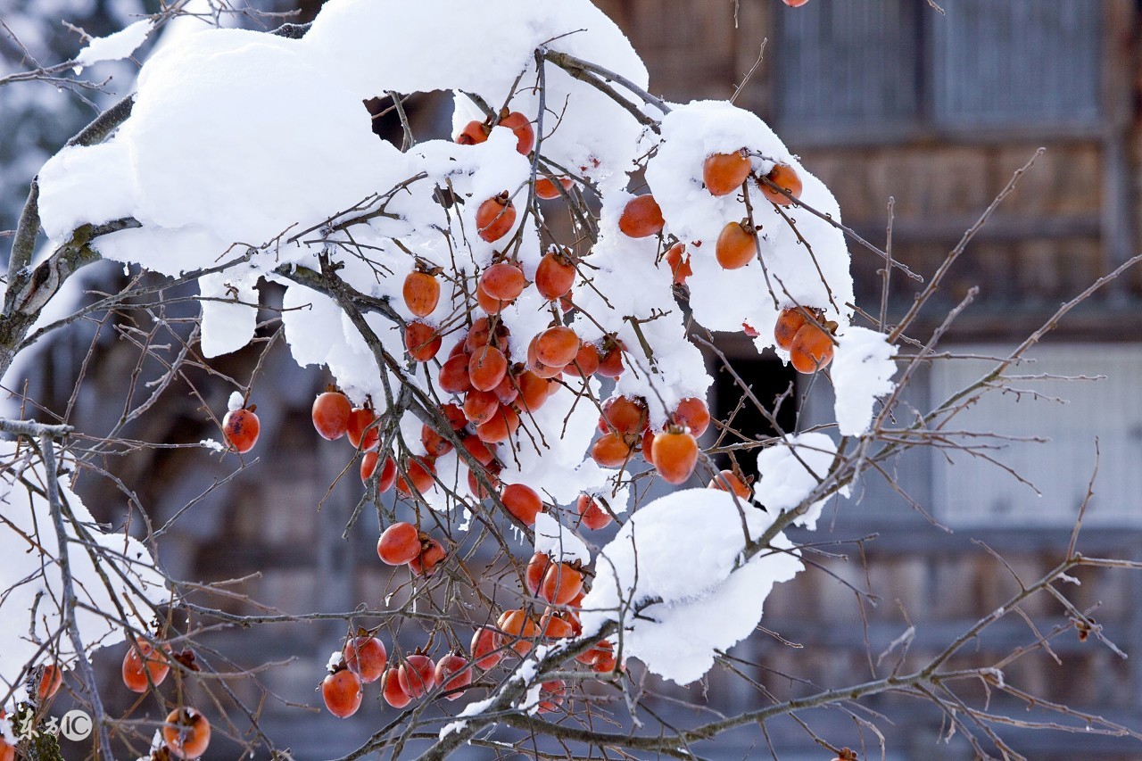 农村老话最经典的句子,农村的这些俗语你知道几个
