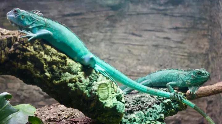 刺激害怕的游乐项目,必去的主题乐园