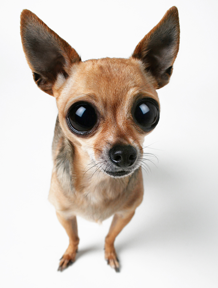 深度解读真假美猴王 (细节分辨真假美猴王)