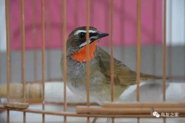 蓝点颏冬季,靛颏冬季饲养管理