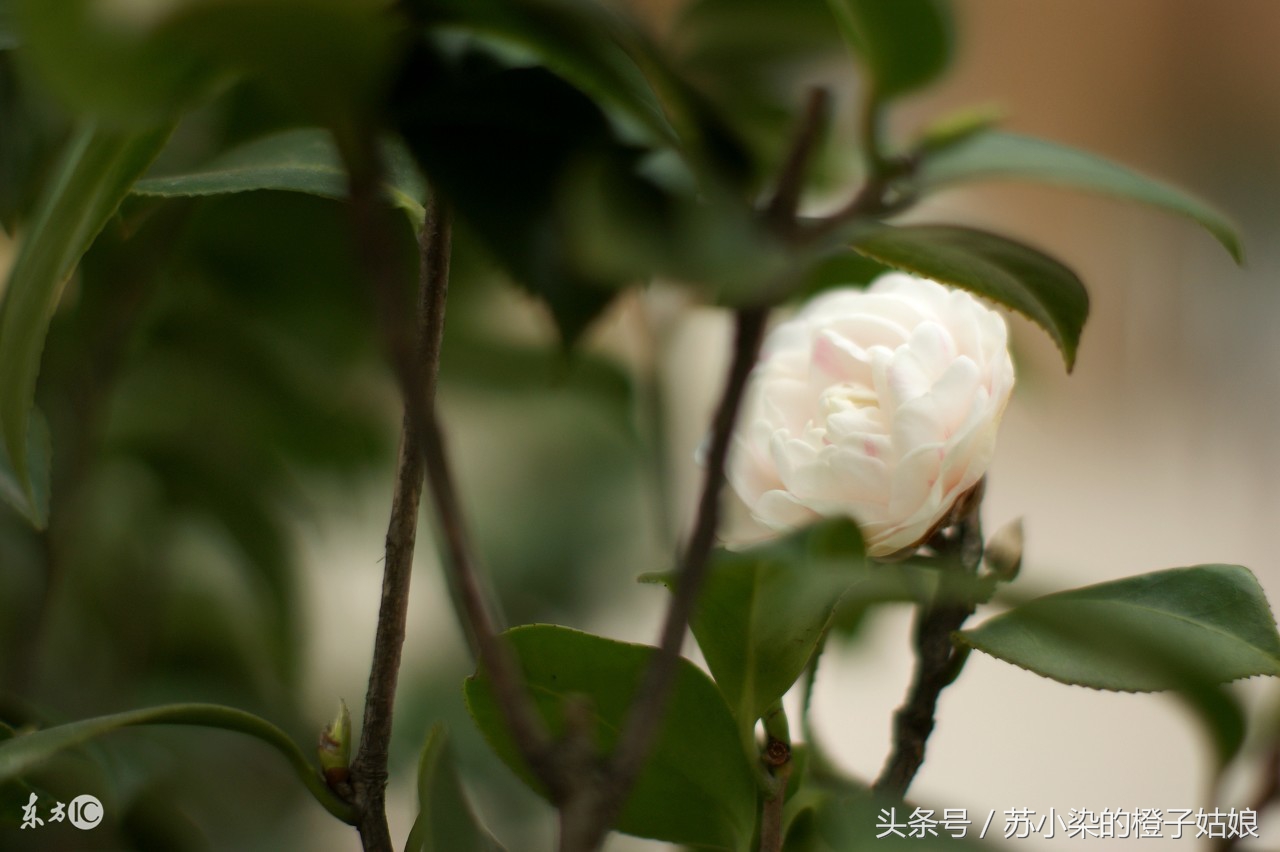 花弄影写的小说,苏小柒作品