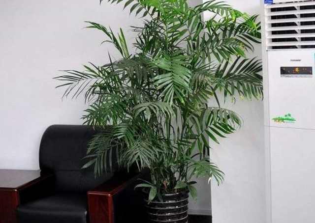 家中的植物常养不好预示着什么,警惕这些家中植物可能是隐藏杀手