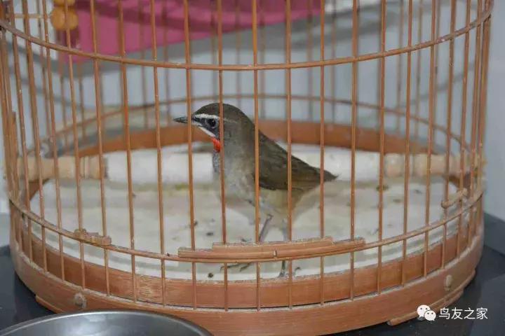 蓝点颏冬季,靛颏冬季饲养管理