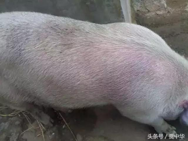 治猪病的草药,什么药能治猪的百病