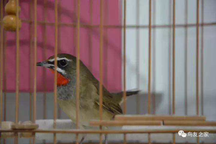 闲聊养鱼技巧大全,闲聊冬季野钓