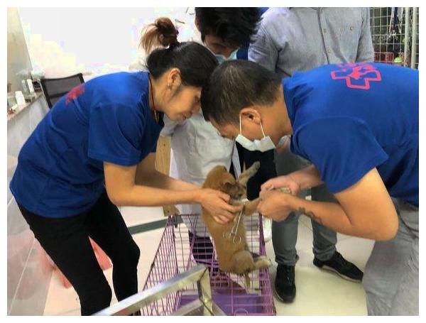 狗狗肠子都被人踢出来,女孩抱走送去医院,医生给她打了折!