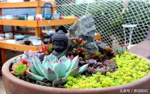 新买的多肉怎么养才能养好,养多肉的乐趣在于什么