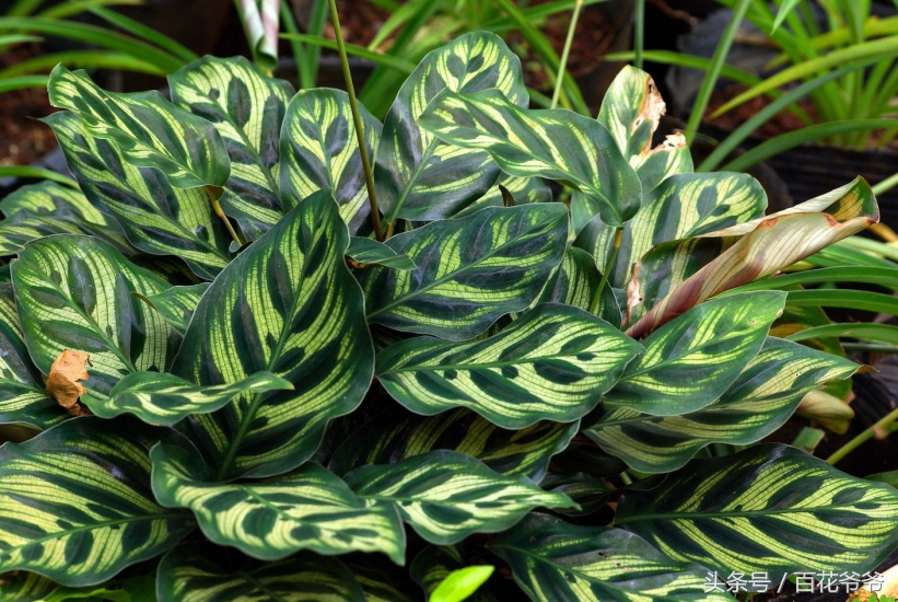 吸甲醛的盆栽植物排行榜,盆栽去甲醛最好的植物