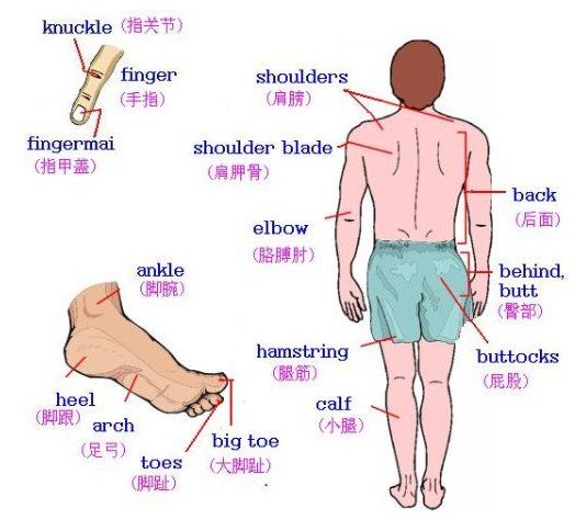 英语单词高效记忆法小钢牙,英语单词记忆方法和技巧小学