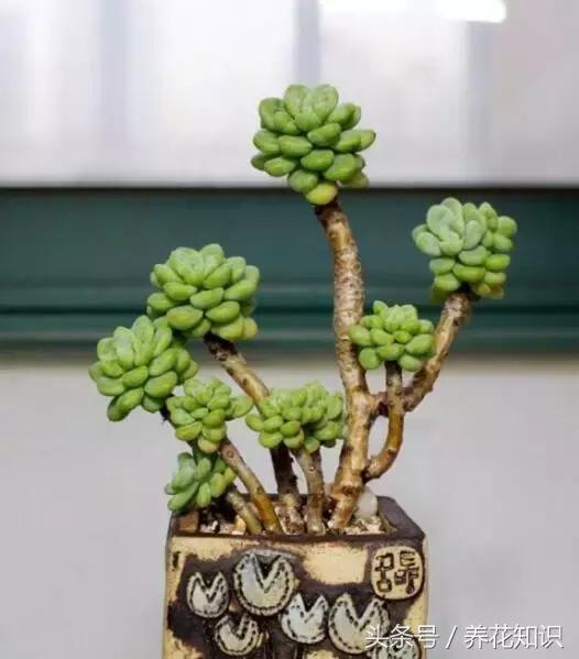 新买的多肉怎么养才能养好,养多肉的乐趣在于什么