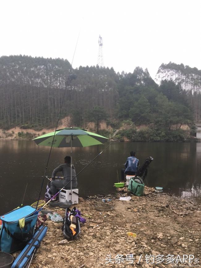 奔横县只为巴西雕，遇降温无奈成掐鲤