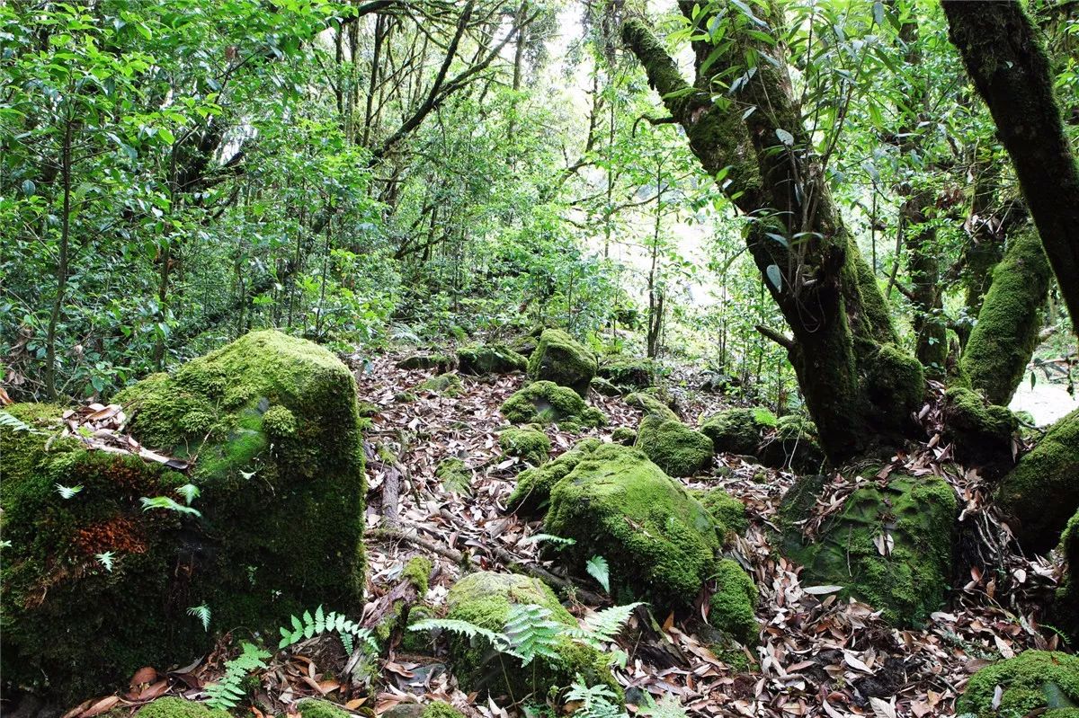芒市黑河老坡沿途自然风景,芒市苤菜坝和黑河老坡一样吗
