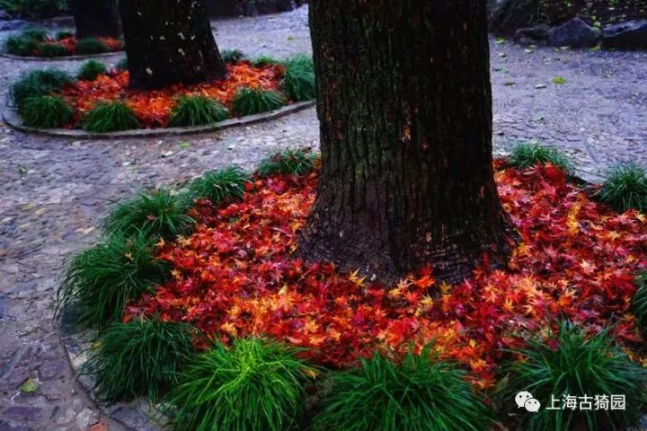 打卡上海这几个风景绝佳的赏秋地,探索最美旅游地点
