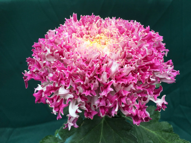 第八届青秀山菊花展夜间活动,广西南宁青秀山景区10万余盆菊花