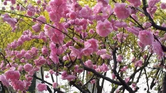 自制漂亮的桃核手串,三圈8mm手串diy制作