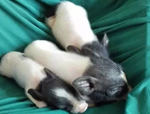 鸿雁知天下,鸿雁知天下最新新闻