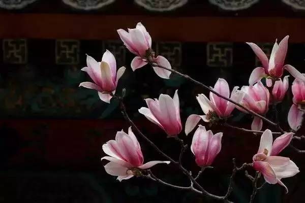 逛切北京最全花节汇总整理！收藏起来慢慢看！