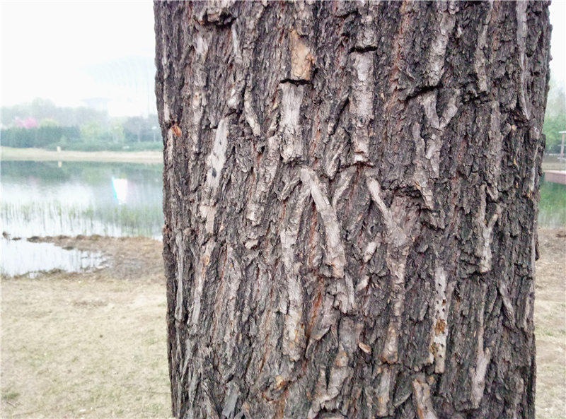 魅蓝note799,799元魅蓝手机