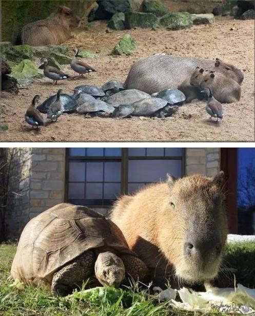 人见人爱车见车载花见花开,人见人爱花见花开车见车英文