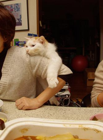 猫咪我是你的左右眼,猫咪我是你的唯一