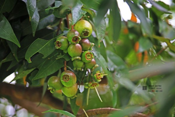 有一种春天叫牡丹花开,有一种春天叫花开艳丽