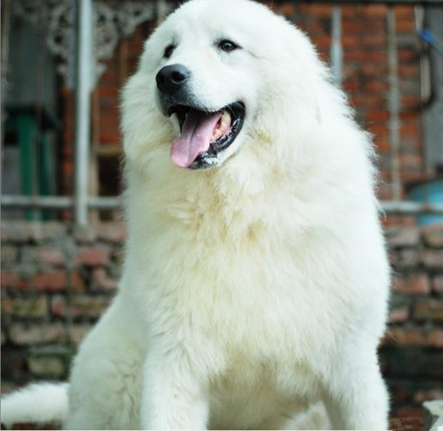 北极比利牛斯山大白熊,比利牛斯大白熊犬