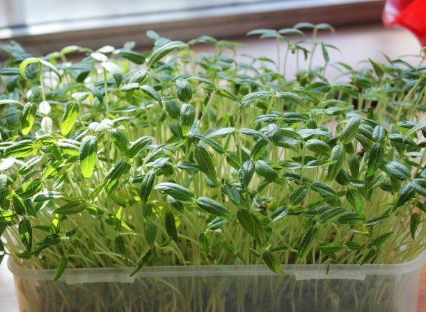 最全的芽苗菜种植技术省钱又生态,芽苗菜在家大量种植