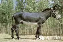 驴的养殖阶段,驴的饲养配方