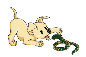 狗狗被咬伤起包要刺穿吗,狗狗出门被别的狗咬了怎么办