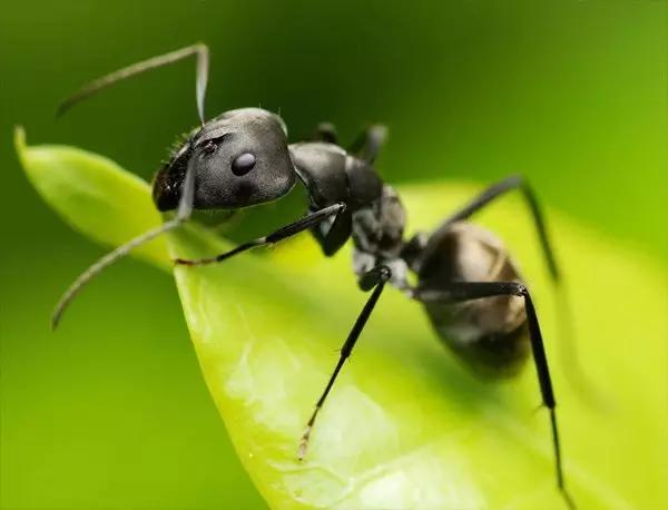 哪些昆虫有三对足两对翅一对触角,什么昆虫是三对足两对翅一对触角