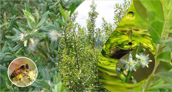 国产蜂胶和巴西蜂胶的成分比较,巴西蜂胶和蜂王浆哪一个好