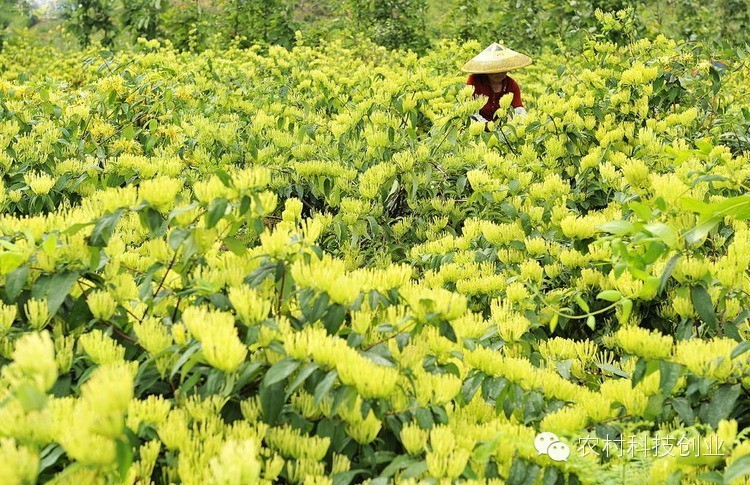 农村年轻人创业好项目推荐,农村创业项目推荐2022小本生意