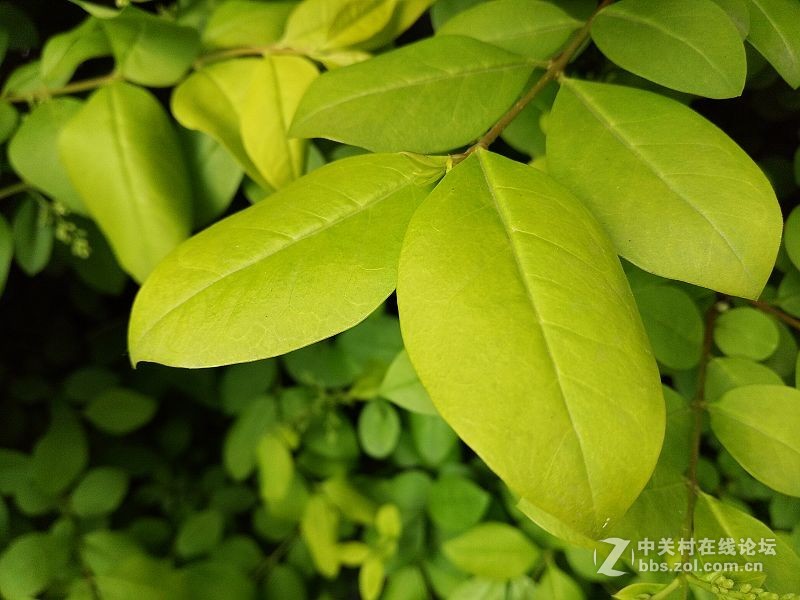 oppor9测评讲解,oppor9体验感超好