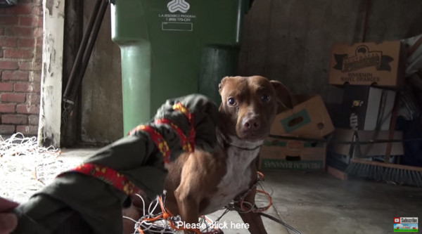 比特犬胆大的好还是胆小的好,比特犬成年了特别胆小怎么办