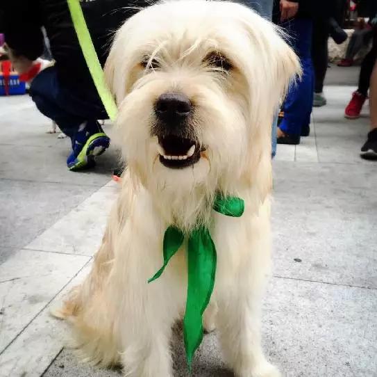 上海领养代替购买,上海领养孩子有补贴吗