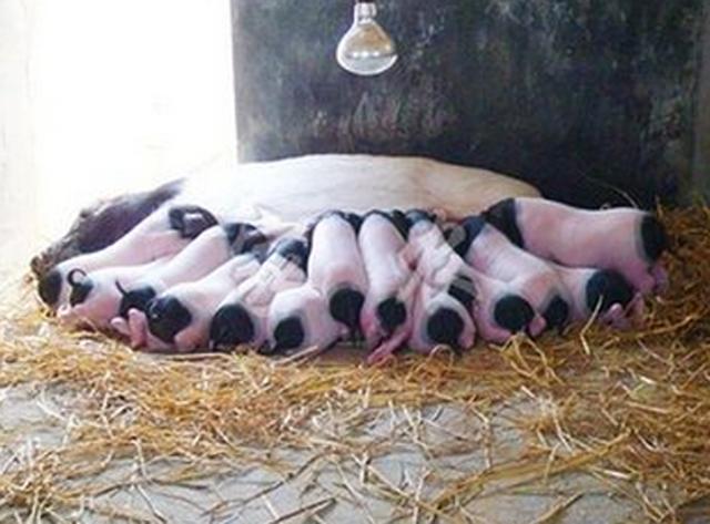 母猪产死胎会不会对下一胎有影响,母猪产死胎有黑的白的怎么回事