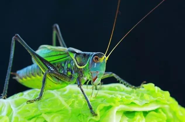 哪些昆虫有三对足两对翅一对触角,什么昆虫是三对足两对翅一对触角
