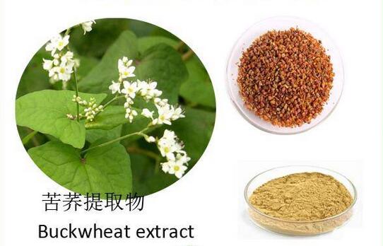 苦荞中的提取工艺方法,生物碱与苦荞黄酮的分离技术