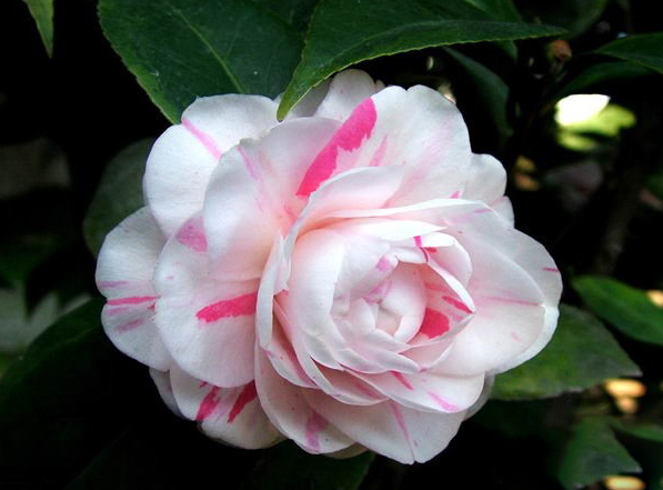 香奈儿山茶花有几种版本,香奈儿喜欢的茶花是什么品种