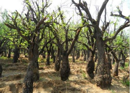 种枣致富,现在种枣树买大枣怎样