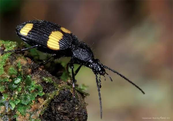 什么昆虫六条腿两个牙齿,什么是昆虫昆虫的定义是什么