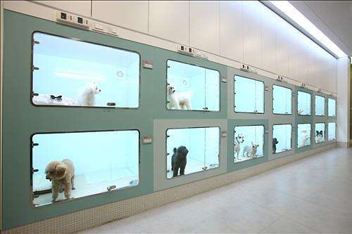 过年带猫回家注意事项,过年带猫回家怎么防止它不乱跑